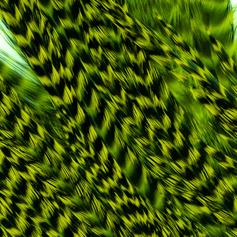 Genetic Rooster Mini-Pack