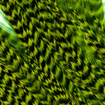 Genetic Rooster Mini-Pack