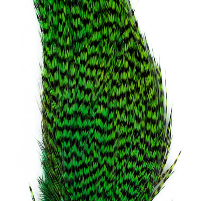 Genetic Rooster Mini-Pack